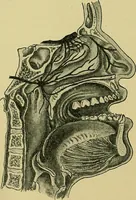 An illustration from A text-book of diseases of the nose and throat (1904)
