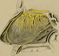 An illustration from A text-book of diseases of the nose and throat (1904)