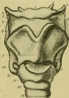 An illustration from A text-book of diseases of the nose and throat (1904)