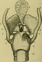 An illustration from A text-book of diseases of the nose and throat (1904)