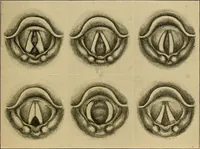 An illustration from A text-book of diseases of the nose and throat (1904)