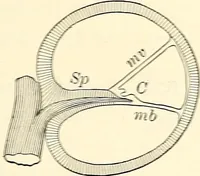An illustration from Text-book of general physics, for the use of colleges and scientific schools (1899)