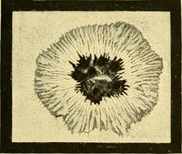 An illustration from A text-book of general astronomy : for colleges and scientific schools (1888)