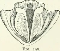 An illustration from A text-book of physics (1908)