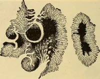 An illustration from Text-book of popular astronomy .. (1883)