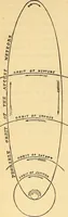 Picture 82 of 101 from Text-book of popular astronomy .. (1883), leaf 309