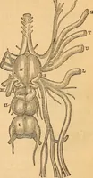 An illustration from A text-book on chemistry. For the use of schools and colleges (1866)