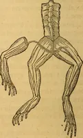An illustration from A text-book on chemistry. For the use of schools and colleges (1866)