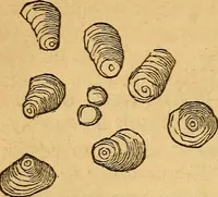 An illustration from A text-book on chemistry. For the use of schools and colleges (1866)