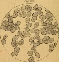 An illustration from A text-book on chemistry. For the use of schools and colleges (1866)
