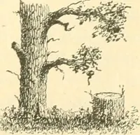 An illustration from A textbook on lettering and sign painting (1902)