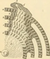 Picture 71 of 113 from A textbook on the locomotive and the air brake (1901), leaf 189