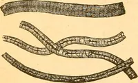 An illustration from Textile calculations: being a guide to calculations relating to the construction of all kinds of yarns and fabrics (1896)