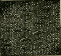 An illustration from Textile design and colour; elementary weaves and figured fabrics (1921)