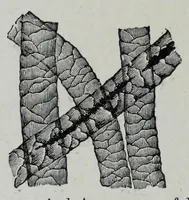 Picture 3 of 19 from Textile fabrics and their preparation for dyeing : with numerous engravings and diagrams (1906), leaf 34