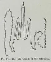Picture 5 of 19 from Textile fabrics and their preparation for dyeing : with numerous engravings and diagrams (1906), leaf 52