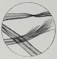 An illustration from Textile fabrics and their preparation for dyeing : with numerous engravings and diagrams (1906)