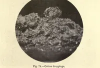 Picture 7 of 12 from The textile fibres of commerce. A handbook on the occurrence, distribution, preparation, and uses of the animal, vegetable, and mineral fibres used in cotton, woollen, paper, silk, brush, and hat manufactures (1902), leaf 133