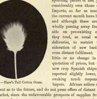 Picture 9 of 12 from The textile fibres of commerce. A handbook on the occurrence, distribution, preparation, and uses of the animal, vegetable, and mineral fibres used in cotton, woollen, paper, silk, brush, and hat manufactures (1902), leaf 150