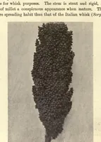 Picture 10 of 12 from The textile fibres of commerce. A handbook on the occurrence, distribution, preparation, and uses of the animal, vegetable, and mineral fibres used in cotton, woollen, paper, silk, brush, and hat manufactures (1902), leaf 176