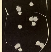 An illustration from The textile fibres of commerce. A handbook on the occurrence, distribution, preparation, and uses of the animal, vegetable, and mineral fibres used in cotton, woollen, paper, silk, brush, and hat manufactures (1902)