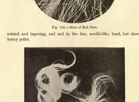 An illustration from The textile fibres of commerce. A handbook on the occurrence, distribution, preparation, and uses of the animal, vegetable, and mineral fibres used in cotton, woollen, paper, silk, brush, and hat manufactures (1902)
