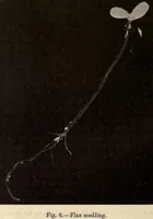 Picture 1 of 12 from The textile fibres of commerce. A handbook on the occurrence, distribution, preparation, and uses of the animal, vegetable, and mineral fibres used in cotton, woollen, paper, silk, brush, and hat manufactures (1902), leaf 34