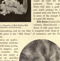 An illustration from The textile fibres of commerce. A handbook on the occurrence, distribution, preparation, and uses of the animal, vegetable, and mineral fibres used in cotton, woollen, paper, silk, brush, and hat manufactures (1902)