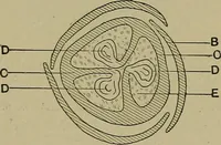 An illustration from The textile fibres; their physical, microscopical, and chemical properties (1904)