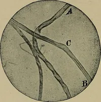 An illustration from The textile fibres; their physical, microscopical, and chemical properties (1904)
