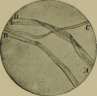 An illustration from The textile fibres; their physical, microscopical, and chemical properties (1904)