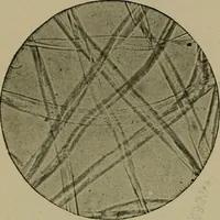 An illustration from The textile fibres; their physical, microscopical, and chemical properties (1904)