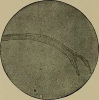 An illustration from The textile fibres; their physical, microscopical, and chemical properties (1904)