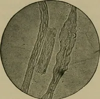 An illustration from The textile fibres; their physical, microscopical, and chemical properties (1904)