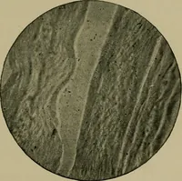 An illustration from The textile fibres; their physical, microscopical, and chemical properties (1904)