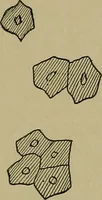 An illustration from The textile fibres; their physical, microscopical, and chemical properties (1904)