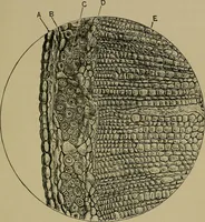 An illustration from The textile fibres; their physical, microscopical, and chemical properties (1904)