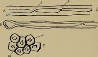 An illustration from The textile fibres; their physical, microscopical, and chemical properties (1904)