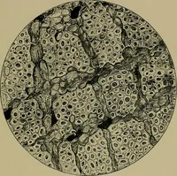 An illustration from The textile fibres; their physical, microscopical, and chemical properties (1904)