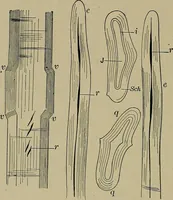 An illustration from The textile fibres; their physical, microscopical, and chemical properties (1904)