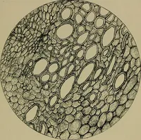 An illustration from The textile fibres; their physical, microscopical, and chemical properties (1904)