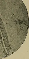 An illustration from The textile fibres; their physical, microscopical, and chemical properties (1904)