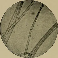An illustration from The textile fibres; their physical, microscopical, and chemical properties (1904)