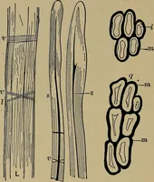 An illustration from The textile fibres; their physical, microscopical, and chemical properties (1904)