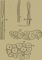 An illustration from The textile fibres; their physical, microscopical, and chemical properties (1904)