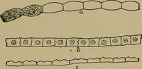 An illustration from The textile fibres; their physical, microscopical, and chemical properties (1904)