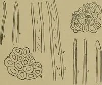 An illustration from The textile fibres; their physical, microscopical, and chemical properties (1904)