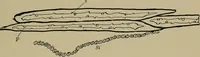 An illustration from The textile fibres; their physical, microscopical, and chemical properties (1904)