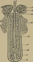 An illustration from The textile fibres; their physical, microscopical, and chemical properties (1904)
