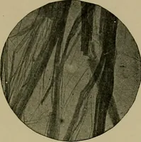 An illustration from The textile fibres; their physical, microscopical, and chemical properties (1904)
